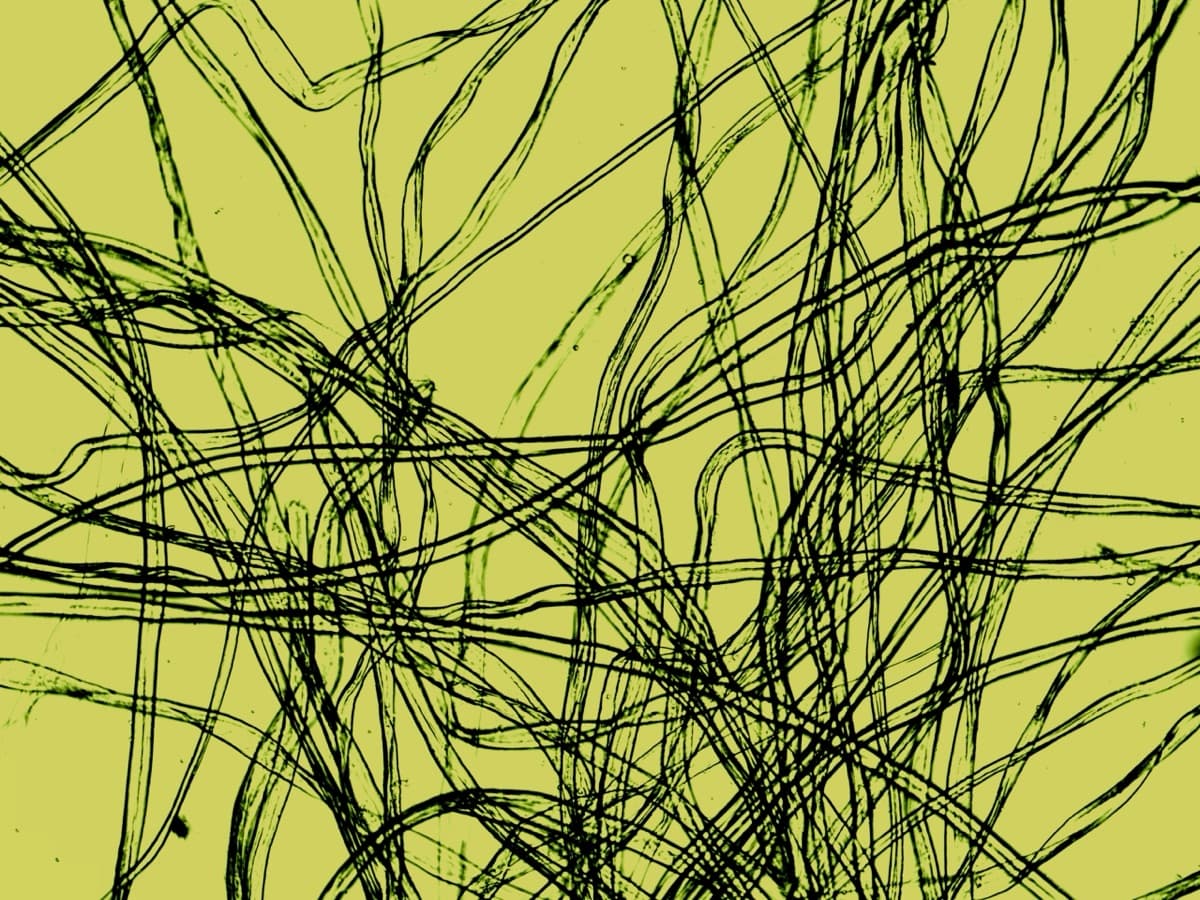 Bound Fibre 10% Glycerol